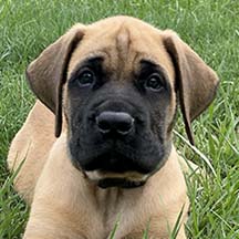 Alaska - Apricot Male American Mastiff