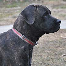 Duncan - Brindle Male American Mastiff