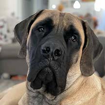 Otis - Apricot Male American Mastiff