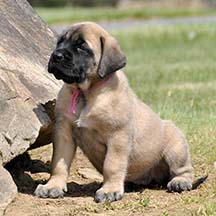 Carly - Fawn Female American Mastiff