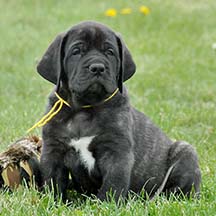 Jasper - Brindle Male American Mastiff