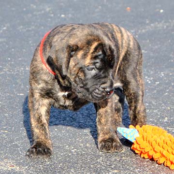 4 weeks old