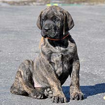 Lugnut - Brindle Male American Mastiff