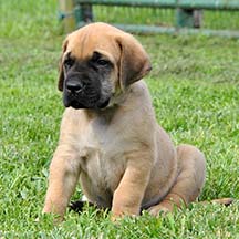 Sarge - Apricot Male American Mastiff