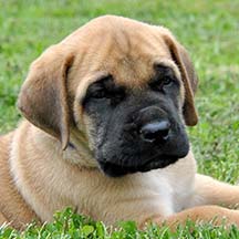 Tormund - Apricot Male American Mastiff