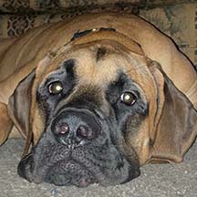 Sawyer Leif - Apricot Male American Mastiff