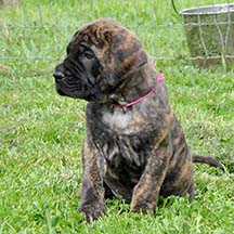 Stella - Brindle Female American Mastiff