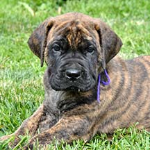 Deepwoods Lady Guinevere - Brindle Female American Mastiff