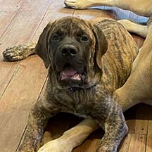 Turk - Brindle Male American Mastiff