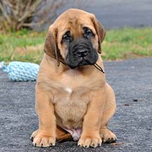 Gus - Apricot Male American Mastiff