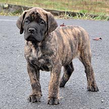 Leo - Brindle Male American Mastiff