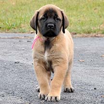 Shelby - Apricot Female American Mastiff