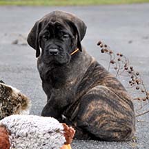 Seamus - Brindle Male American Mastiff