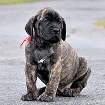 Ember - Brindle Female American Mastiff