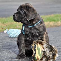 Violet - Brindle Female American Mastiff