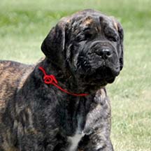 Kitsune - Brindle Female American Mastiff