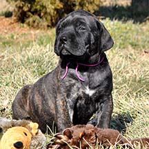 Daisy - Brindle Female American Mastiff