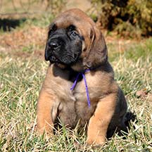 Tacos - Apricot Female American Mastiff