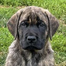 Blue - Brindle Male American Mastiff