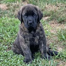 Green - Brindle Male American Mastiff