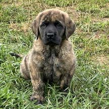 Purple - Brindle Female American Mastiff