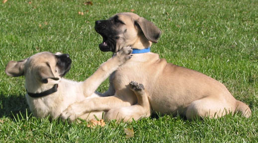 Duchess at 13 weeks old 
with her friend Mason at 11 weeks old