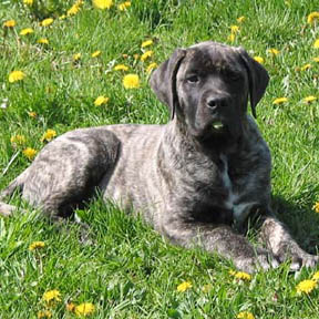 American Mastiff at 14 weeks old