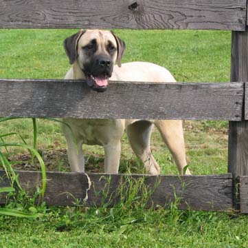 American Mastiff at 9 months old