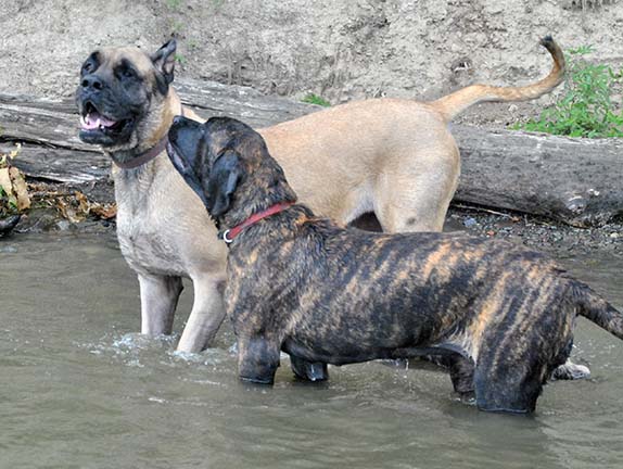 Gabby at 4.5 months old; Bailey at 6.5 years old