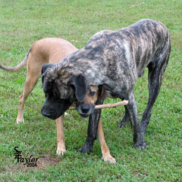 Diesel at 1-1/2 years old with 
his friend Sadie