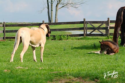 Duchess at 2 years old, watching over a 
2-week old foal