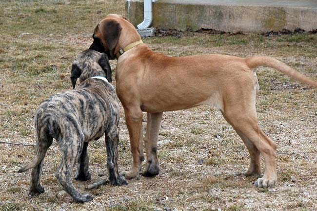 Paxton at 2 months old; Phoenix at 4 months old