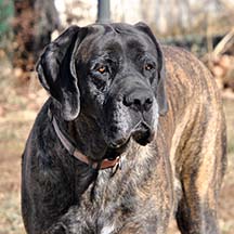 Deepwoods Bristol - Brindle Female American Mastiff