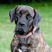 Tularosa - Brindle Female American Mastiff