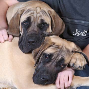 6 months old, pictured with Tessa (in the back), also 6 months old