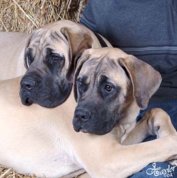 6 months old, pictured with Tessa (in the back), also 6 months old