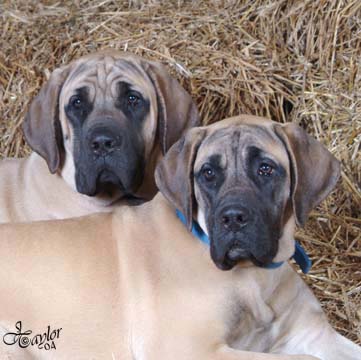 6 months old, pictured with Tessa (in the back), also 6 months old