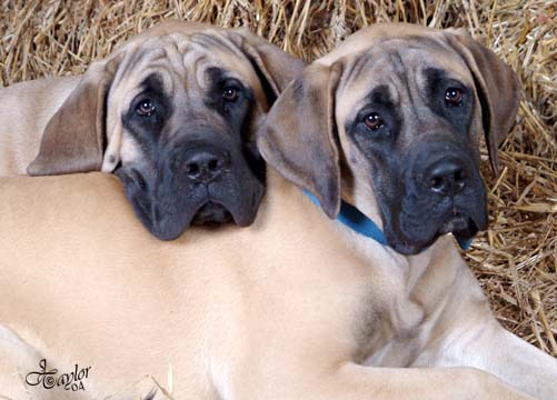 6 months old, pictured with Tessa (in the back), also 6 months old