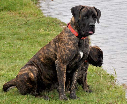 Tula at 2.5 years old; Gabby at 2 months old