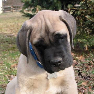 American Mastiff at 12 weeks old