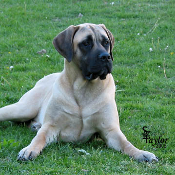 American Mastiff at 11 months old